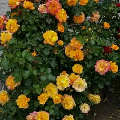 Роза САХАРА плетистая в Новополоцке