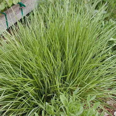 Вейник АВАЛАНШ остроцветковый в Новополоцке