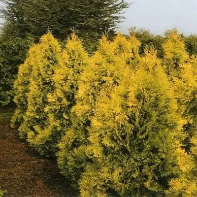 Туя ЕВРОПА ГОЛД западная в Новополоцке
