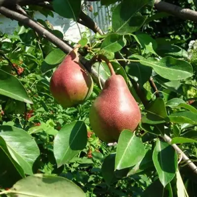 Груша РУМЯНАЯ КЕДРИНА в Новополоцке