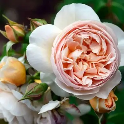 Роза ДЖУЛЬЕТТА английская в Новополоцке