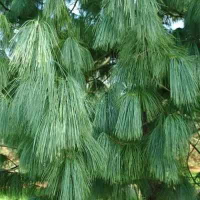 Сосна гриффита в Новополоцке