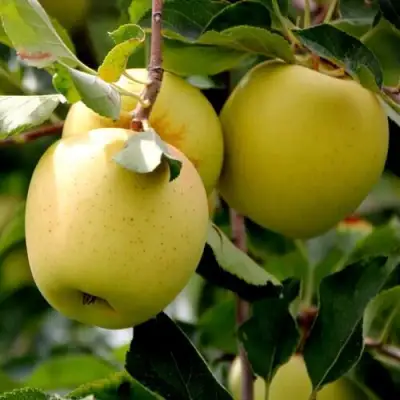 Яблоня ГОЛДЕН ВЛАДИМИРСКИЙ в Новополоцке