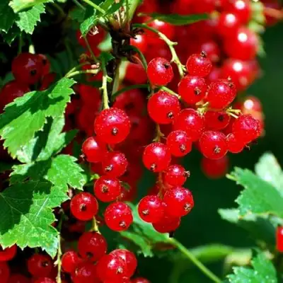 Смородина красная НЕНАГЛЯДНАЯ в Новополоцке