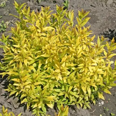 Бирючина АУРЕА обыкновенная в Новополоцке