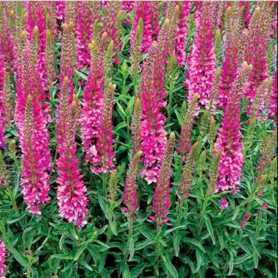 Вероника РОНИКА ФУКСИЯ в Новополоцке