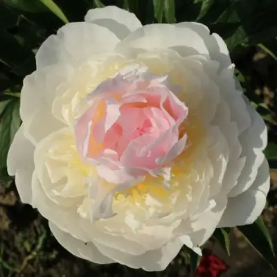 Пион БЛАШ КВИН травянистый в Новополоцке