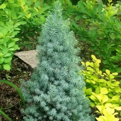 Ель КОНИКА сизая в Новополоцке