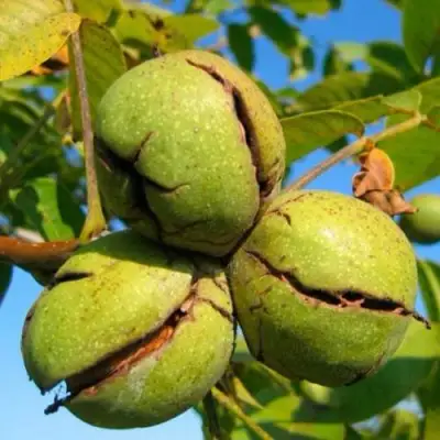 Грецкий орех ПИНСКИЙ в Новополоцке