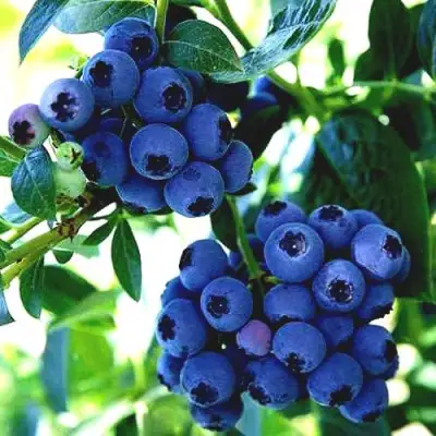 Голубика РЕКА в Новополоцке