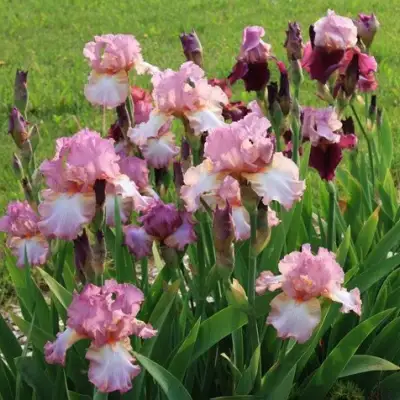 Ирис БЛАШИНГ ПИНК бородатый в Новополоцке