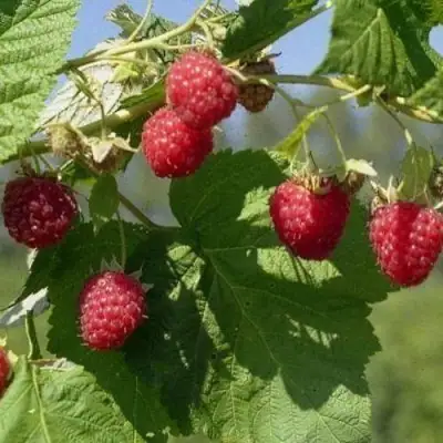 Малина КОЛОКОЛЬЧИК в Новополоцке