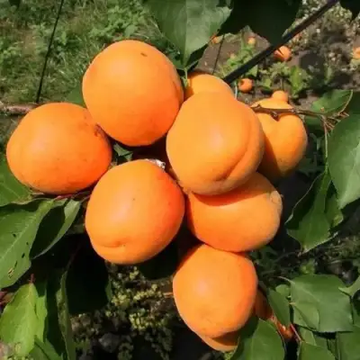 Абрикос ХАРГРАНД в Новополоцке