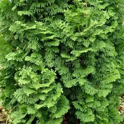 Туя СПИРАЛИС МИНИ западная в Новополоцке