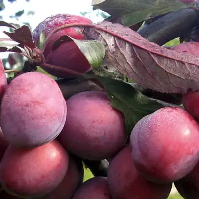 Слива ПАННА в Новополоцке