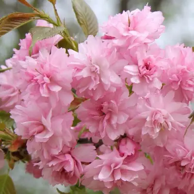 Сакура РОЗЕА ПЛЕНА в Новополоцке