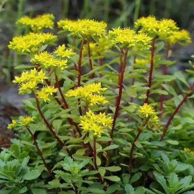 Очиток (седум) ИММЕРГРЮНХЕН в Новополоцке