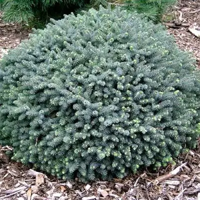 Ель ЭХИНИФОРМИС сизая в Новополоцке