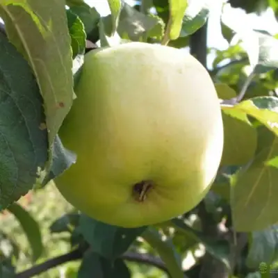 Яблоня АНТОНОВКА ОБЫКНОВЕННАЯ в Новополоцке