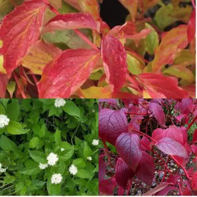 Комплект СЕВЕРНОЕ СИЯНИЕ в Новополоцке