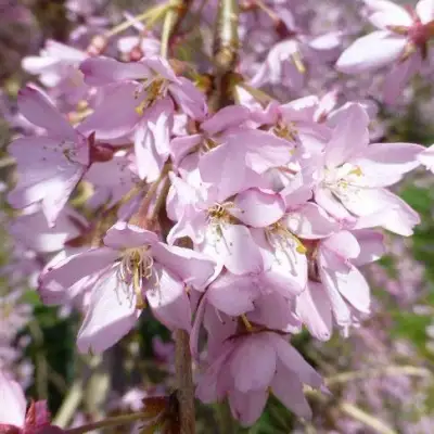 Сакура ПЕНДУЛА РУБРА в Новополоцке
