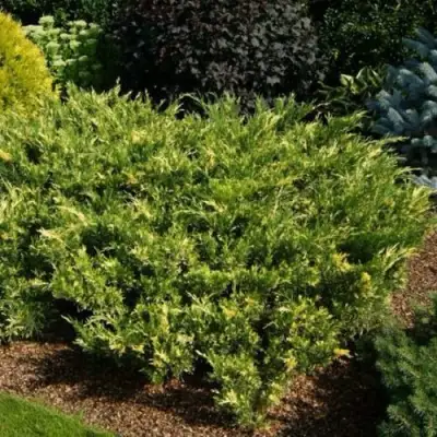 Можжевельник ВАРИЕГАТА казацкий  в Новополоцке