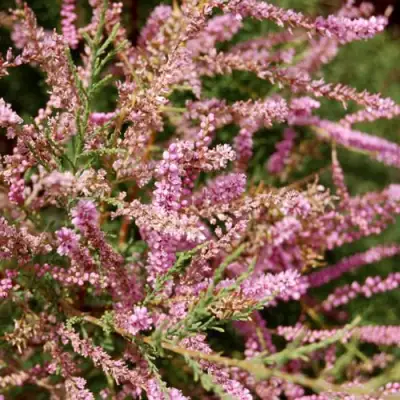 Тамарикс ПИНК КАСКАД в Новополоцке