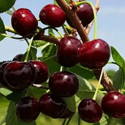 Вишня РОВЕСНИЦА в Новополоцке