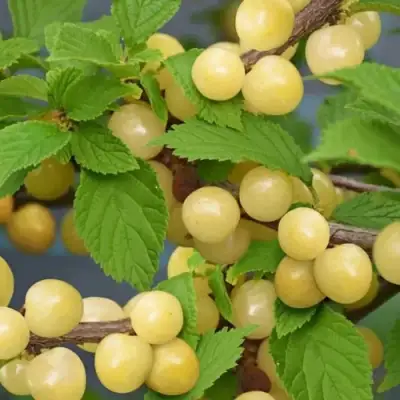 Вишня СНЕВИТ войлочная в Новополоцке