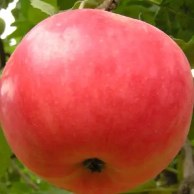 Яблоня СУЙСЛЕПСКОЕ (МАЛИНОВКА) в Новополоцке