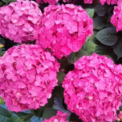 Гортензия ЭНДЛЕСС САММЕР ЛАВ крупнолистная в Новополоцке