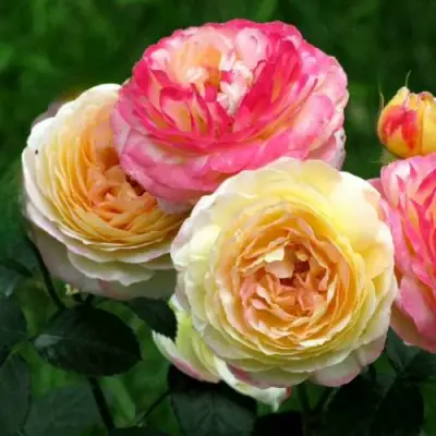 Роза РОЗОМАН ЖАНОН шраб в Новополоцке