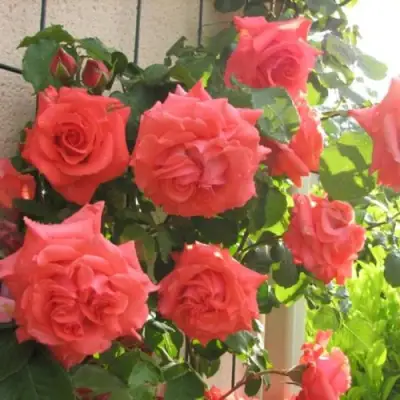 Роза ДИ ДИ БРИДЖУОТЕР плетистая в Новополоцке