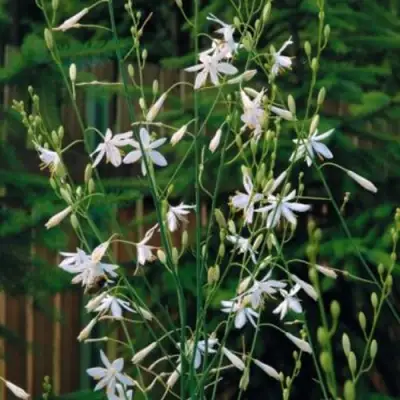 Венечник ветвистый в Новополоцке