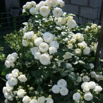 Роза АРТЕМИС шраб в Новополоцке