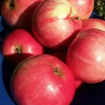 Яблоня СУЙСЛЕПСКОЕ (МАЛИНОВКА) в Новополоцке