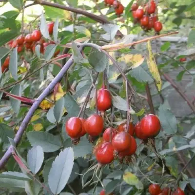 Роза сизая в Новополоцке