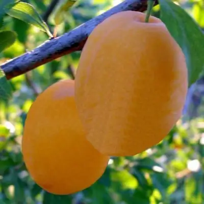 Слива НАТАША в Новополоцке