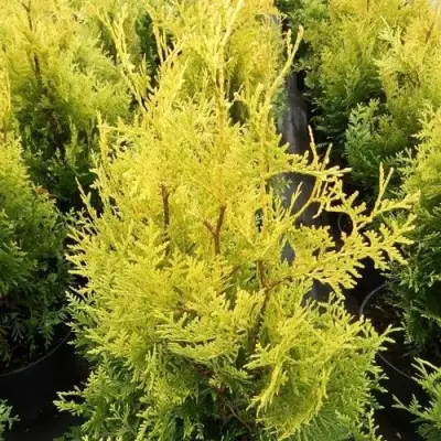 Туя ГОЛДЕН БРАБАНТ западная в Новополоцке