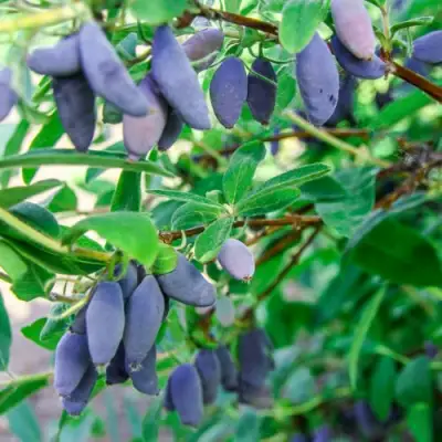 Жимолость съедобная БЛЮ БАНАНА (ГОЛУБОЙ БАНАН) в Новополоцке