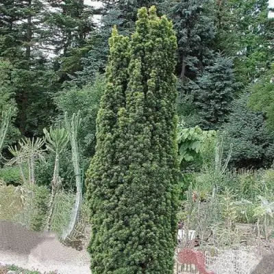 Тис ФАСТИГИАТА РОБУСТА  ягодный  в Новополоцке