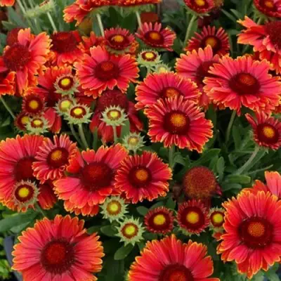 Гайлардия АРИЗОНА РЕД ШЕЙДС в Новополоцке