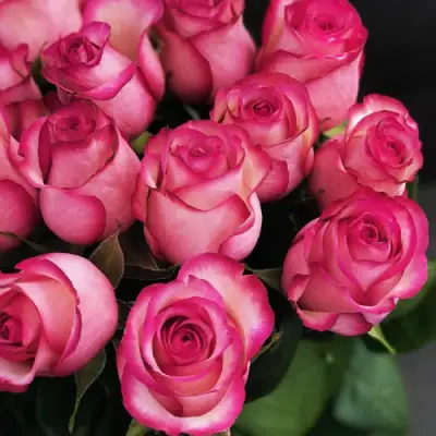 Роза КАРУСЕЛЬ чайно-гибридная в Новополоцке