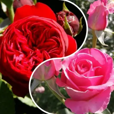 Комплект РОМАНТИЧЕСКИЙ БУКЕТ в Новополоцке