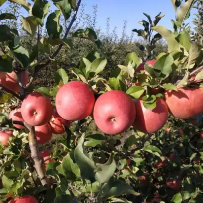 Яблоня ЧЕМПИОН РЕНО в Новополоцке