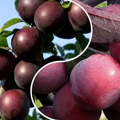 Комплект ИЗЮМИНКА САДА в Новополоцке