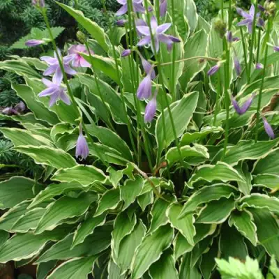 Хоста СТИЛЕТТО гибридная в Новополоцке