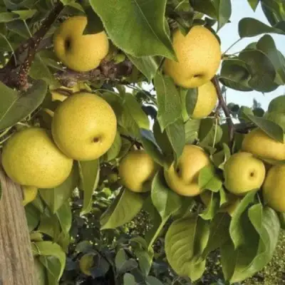 груша Олимпик