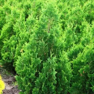 Туя СПИРАЛИС западная в Новополоцке