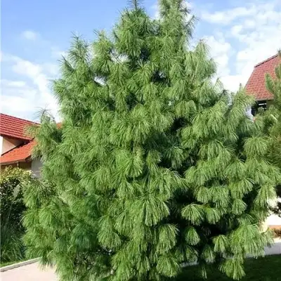 Сосна гриффита в Новополоцке